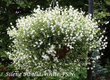 Silene pendula Sibella White FSN -basket
